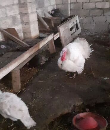 Cücələr: Erkək, Damazlıq — 1