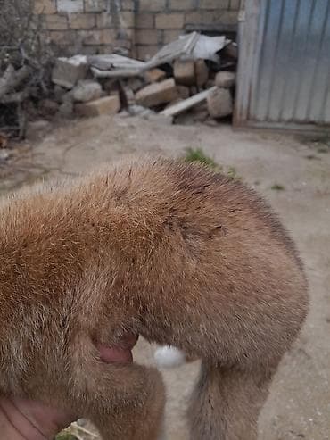 ən iri it cinsi: Kanqal, Peyvəndli — 3