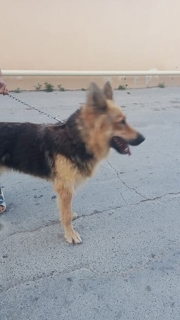 alman çoban köpeği: Alman çoban iti, 1 il, Dişi, Peyvəndli — 3
