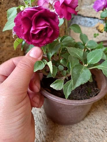 роза гул: Saksıda “Impatiens” (balzam/yenibahar) dekorativ çiçək bitkisi - Növ — 3