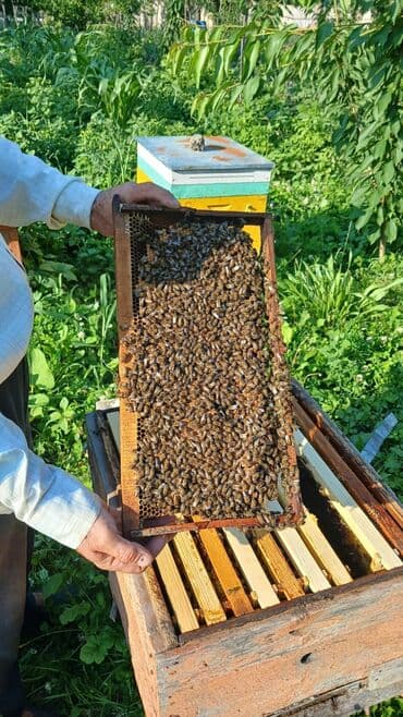 eşşək qiyməti: 🐝🐝🐝🐝🐝🐝🐝 Arı ailəsi: 8-10 ramkada 2 mərtəbə 15 ramka yeşiklər hər bir — 2