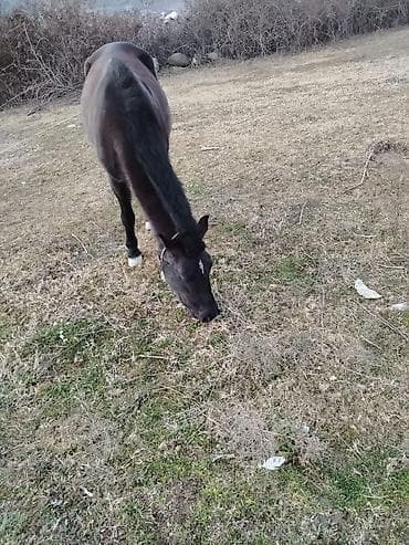 bala atlar: Erkəkdi 2yaşın tamam edib yorğadı sakit heyvandır — 3