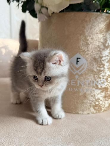 5 ayliq korpe: Britan, Dişi — 3