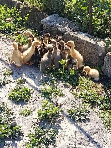 Сельхоз птицы: Pekin qışqıran qarışıq ördək balaları.biri 2.50. hamsini goturene — 4
