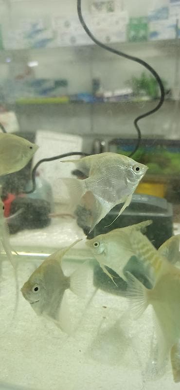 pişik qara: Mələk balığı (skalyari), Sülhsevər — 7