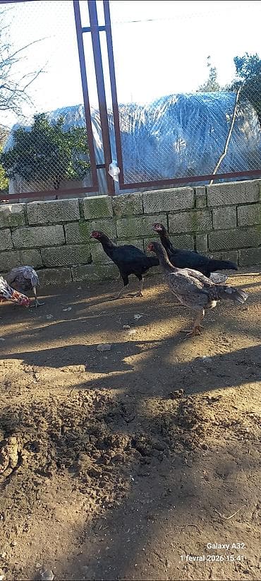 Gəmiricilər: Toyuq cücələri, Damazlıq — 3