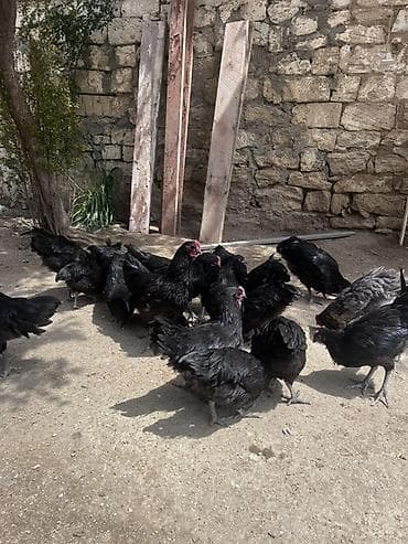 kend toyuqu: Toyuq, Australorp, Damazlıq, Ünvandan götürmə — 4