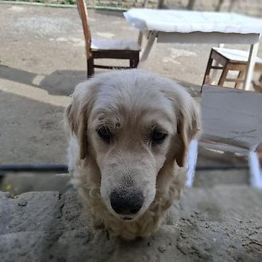 Retriever, 1 il, Erkek, Peyvəndli — 3