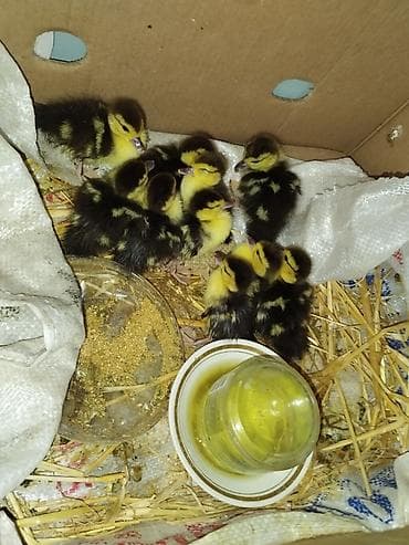 Satılır: yeni çıxmış ördək balaları (sarı-qara lələklı civcivlər)