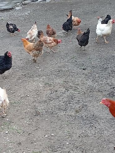 balaca it cinsleri: Məhsul: Yerli toyuqlarıdi gecen ilin fereleridi yumurtuya düşüblər — 2