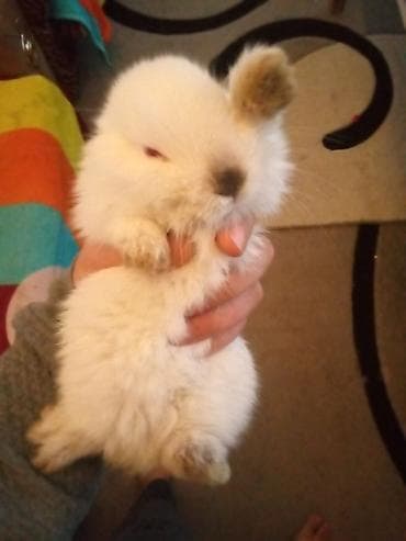 su maymunu: Temiz koliforniya dovwanlari .anasi atasi hamsi biryerde satilir.anasi — 10