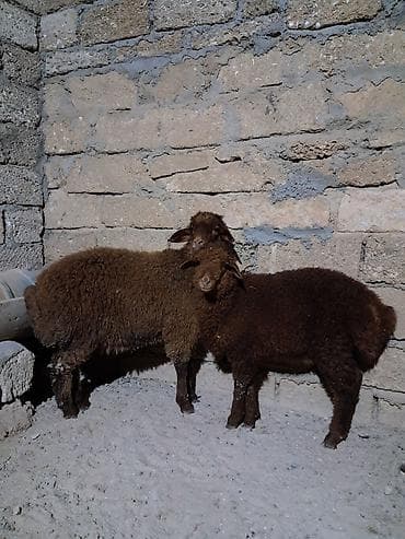 qoyun satışı: Erkək, Qala, il: 1, 27 kq, Damazlıq, Ödənişli çatdırılma — 2