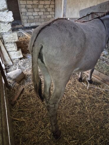 купить лошадь в баку: Boz rəngli eşşək Salam eşek dişidir bogaz olub olmadigini bilmirem — 3