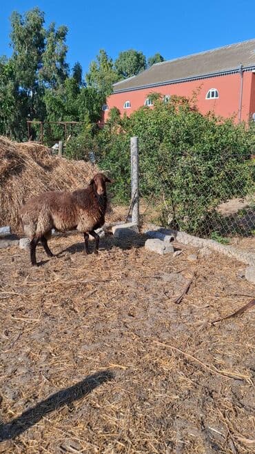 qurbanlıq qoyun: Erkək, Qala, il: 1, 110 kq, Damazlıq, Ünvandan götürmə — 2