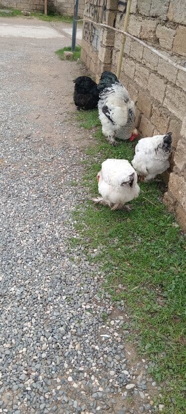 Qazlar: Brahma toyuqları – yumurtacı və ətlik iri cins 3 toyug 1 xoruz 280 m — 8