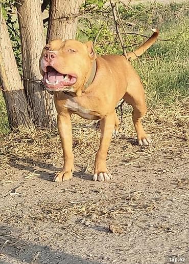 itlə barter: Pitbul, 1 il, Erkək, Peyvəndli, Ünvandan götürmə — 2
