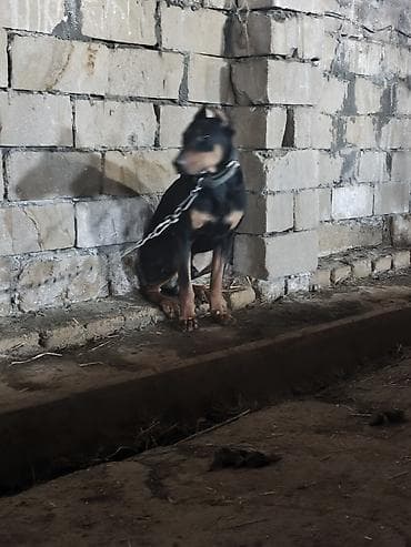heyvan bazari itlerin satisi: Doberman — 2