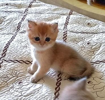 pișik: Şinşilla, Erkək, Dişi, Ünvandan götürmə, Ödənişli çatdırılma — 3