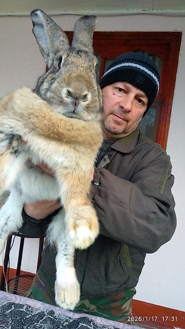 FLANDR (Belçika nəhəngi) – İri ölçü, yüksək gəlir! Təmiz qanlı Flandr