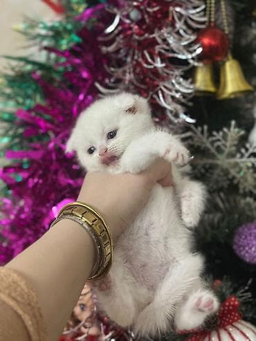 Şotland yastı qulaq