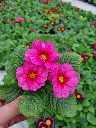 qızıl gül buketi: Gullerin satişi — 16