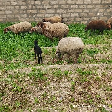 qurbanliq quzu: Ana bala qoyun cavandi balada disidi tam sağlam heyvandir ünvan — 4