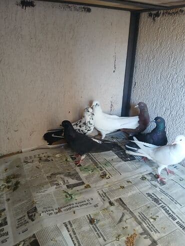 cütleşdirme: Məhsul: Ev göyərçinləri (bir neçə rəngdə və növdə) Təsvir: - — 3