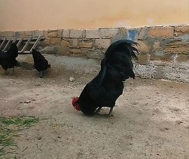 Toyuqlar: Toyuq, Australorp, Damazlıq, Ünvandan götürmə — 4
