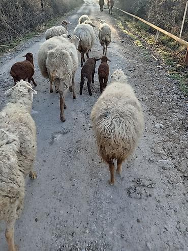 en yaxsi bugda sortu: Salam qoyunlar satilir tek isdeyen olsa deyer bele komda satilir 3500m — 3