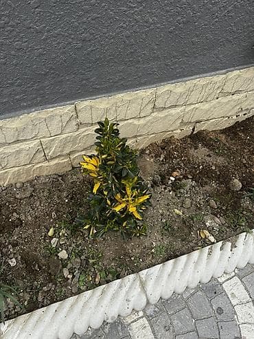 Çöl bitkiləri: 18 denedir Biri 10 manatdan verilir real aliciya endirim olacaq cuzi — 3