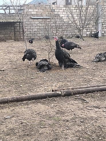 Куры: Məhsul: Hinduşka sürüsü Unvan Bine qesebesi.fereler diri cekisi 4 kilo — 3