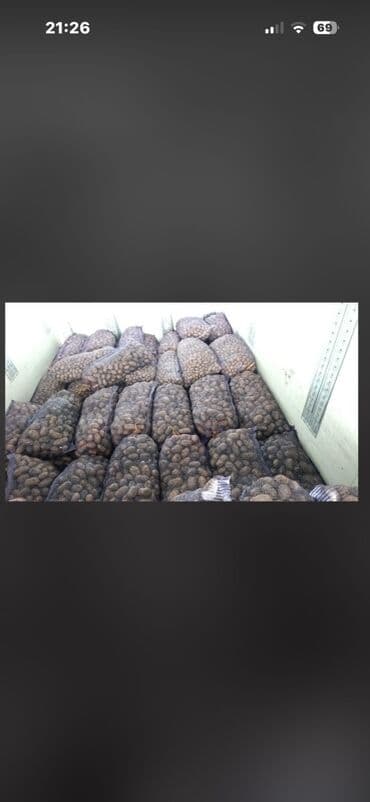 Ət və dəniz məhsulları: Kartof – tor kisələrində - Məhsul: təzə yeməklik kartof - — 2