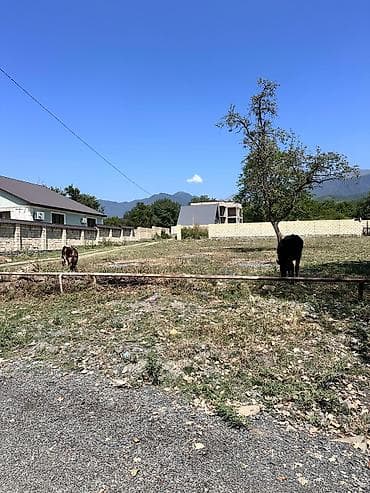 satisda olan evler: 10 sot, Tikinti, Kupça (Çıxarış) — 5
