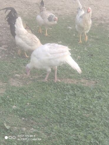 Гуси: Hinduşka tam sağlam erkək dişi var — 6