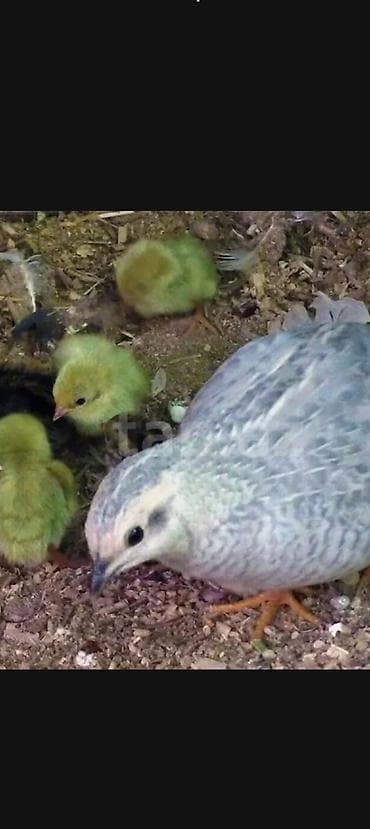 hinduska yumurta: Çin bildirçini, maraqlı və dekorativ quşlardı, rasxodu az adi bina — 2