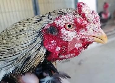 Boz Ağ, Göbələk xesetelikleri üçün çox effektiv vasitə 2-3 güne