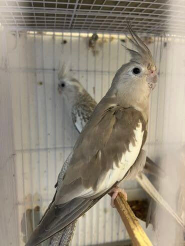 anqut quşu: Tam saglam 1.5 cut Yanaqsiz korellar bala veribler,,balalar 50 azn,dum — 3