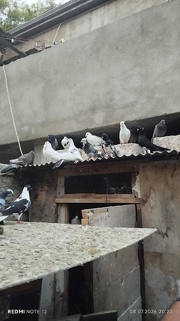 quslar: Göyərçinlər satılır – müxtəlif rəng və növlər. - Ağ, qara-ağ, boz-ağ — 8