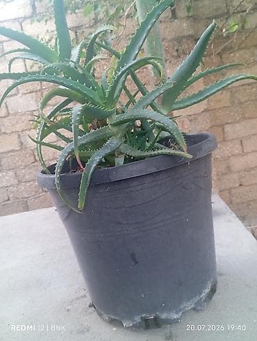 Aloe vera (sukulent) – iri ölçülü dibçəkdə - Bitki: Aloe vera
