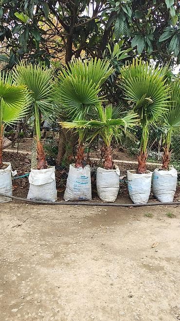 otaq gullerinin adlari: Lənkəran dan Gul ve Ağac Bütün Bölgələrə Səliqəli Çatdirilma Edirem — 4