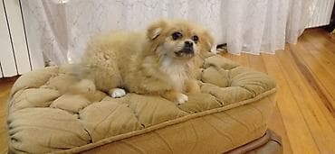 ucuz itlər: Şpitz, 4 ay — 6