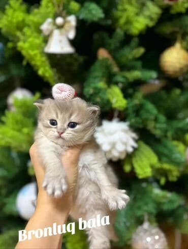 pişik sortları: Şotland yastı qulaq — 8