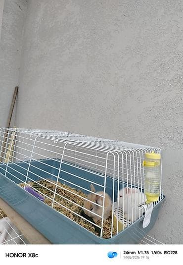 dovşan üçün qəfəs: Erkək dişi mini Karlik anqor bala dovşanlar yekə qəfəs su qabisi yem — 5