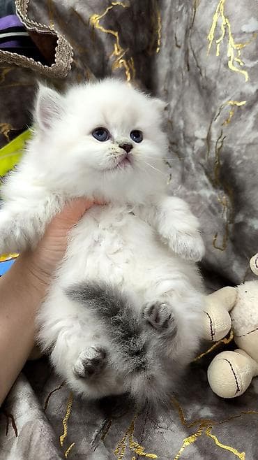 Şotland uzun tüklü