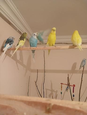 Tutuquşları: Salam 8 çex 2 si bala 1 vaniş dişi quşları alana zakaz 50 quşluq — 6