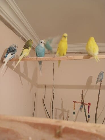 вольер для волнистых попугаев: Salam. 7 eded temiz qan çex 1 eded vaniṣ zakaz 50 yaxın quṣ yerleṣen — 3