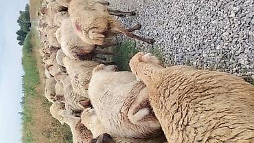 at satisi qiymetleri: Dişi, il: 1, Damazlıq, Pulsuz çatdırılma — 9