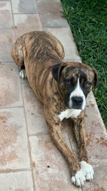 Brindle rəngli, atletik quruluşlu it – güclü mühafizə və ailə yoldaşı — 3