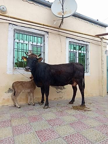 i̇nək: Dişi, il: 2, Südlük — 1