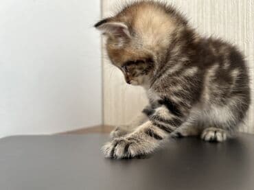 heyvanlar cütləşməsi: Şinşilla — 11